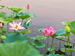 -莲花池公园