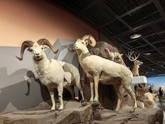 -陕西自然博物馆