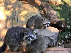 -大连森林动物园