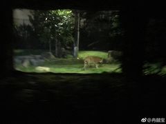 -夜间野生动物园