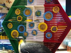 -帝企鹅自助餐厅•儿童岛•真企鹅(长隆企鹅酒店)