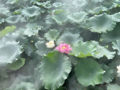 -黄兴公园