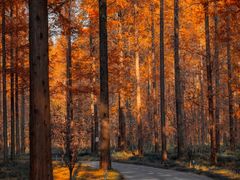 -黄海国家森林公园