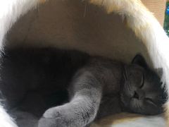 -藏猫猫咖啡主题馆(中央大道店)