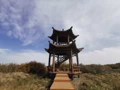 -金塔沙漠胡杨林景区