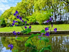 -上海共青森林公园