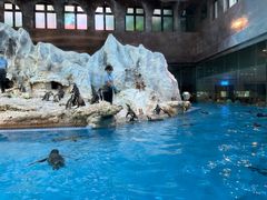 -帝企鹅自助餐厅•儿童岛•真企鹅(长隆企鹅酒店)