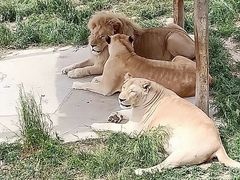 -新疆天山野生动物园