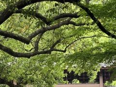 -杭州半山国家森林公园