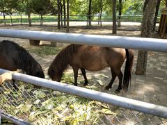 -长白岛森林公园