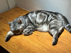 -有猫主题·治愈系猫咖(曾厝垵店)