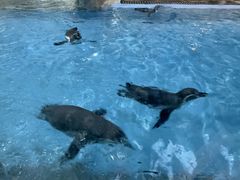 -帝企鹅自助餐厅•儿童岛•真企鹅(长隆企鹅酒店)