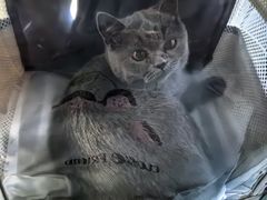 -佑安动物医院·全科·内窥镜中心(幸福巷店)