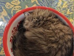 -平行世界·猫咖(首经贸店)