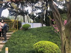 -嘉定紫藤园