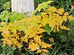 -瑞幸咖啡(新兴广场店)