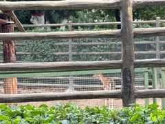 -青藏高原野生动物园
