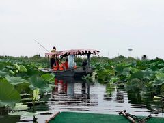 -白洋淀景区