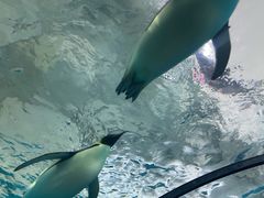 -珠海长隆海洋王国