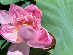 -陈家山荷花公园