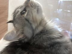 -李小姐の猫咖啡馆(五角场店)