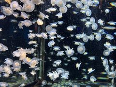 -太平洋海底世界