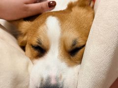 -翊宠yipet猫狗购宠庄园犬舍•猫舍