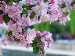 -海棠花溪(元大都城垣遗址公园)