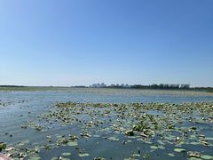 -白洋淀景区