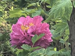-洛阳市隋唐城遗址植物园