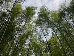 -大奇山国家森林公园