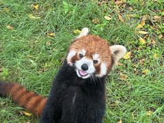 -灵玲国际马戏城
