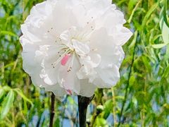 -顾村公园