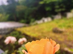 -黄山翡翠谷景区