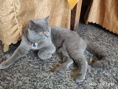 -安记烧鹅(新桥店)