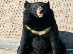 -西霞口神雕山野生动物世界