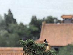 -颐和园