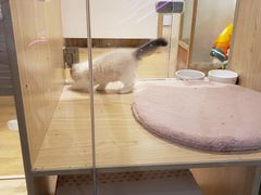 -屋虎猫馆(宝安大仟里店)