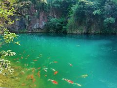 -大奇山国家森林公园
