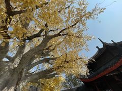 -广东圆玄道观