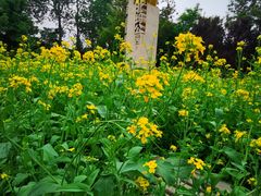 -北坞公园