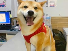 -爱侣宠医·鹦鹉专科·小型哺乳类·异宠专科(灵石路店)