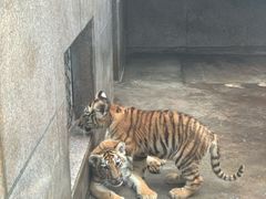 -西安秦岭野生动物园