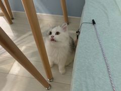 -喵的天空名猫咖啡馆·撸猫·猫舍·用品