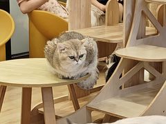 -有喵·猫咖·狗咖·30几只猫10只小狗(岗厦店)