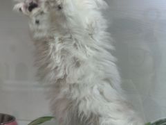 -青奢宠物·青奢猫舍