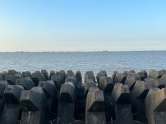 -上海滨江森林公园