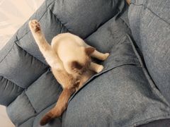 -泰国佛·塔罗·泰牌狐仙古曼