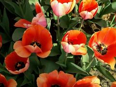 -瑶湖郊野森林公园