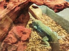 -酷以爬仙阁实体爬宠店·守宫·蜥蜴·专业繁育